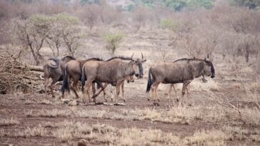 Photo Safari landscape