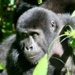 Photo Mountain gorilla