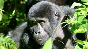 Photo Mountain gorilla