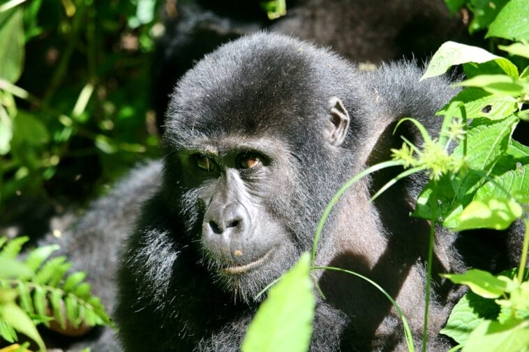 Photo Mountain gorilla