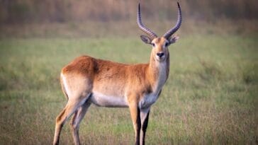 Photo Okavango Delta