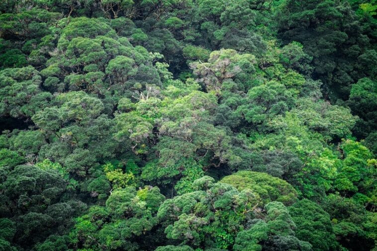 Photo Lush canopy