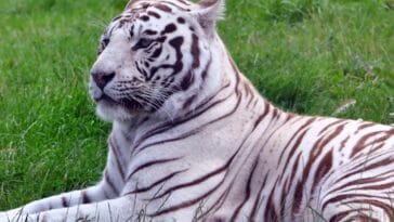 Photo Wildlife safari