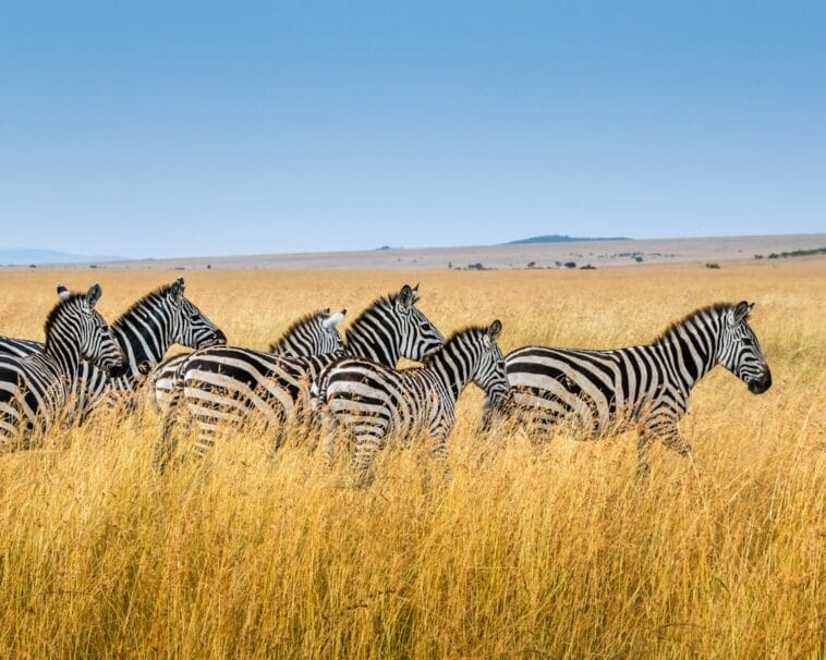 Photo Safari lodge