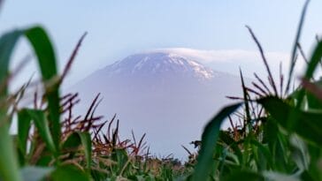 Photo Kilimanjaro summit