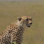 Photo Serengeti National Park