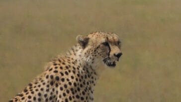 Photo Serengeti National Park