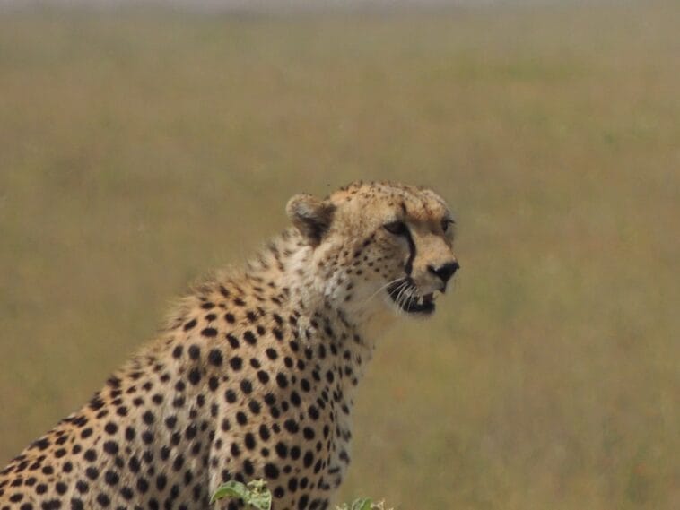 Photo Serengeti National Park