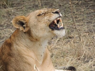 Photo Serengeti National Park