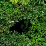 Photo Lush rainforest