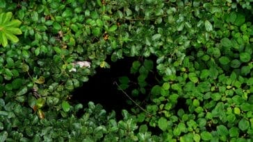 Photo Lush rainforest