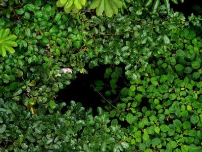 Photo Lush rainforest