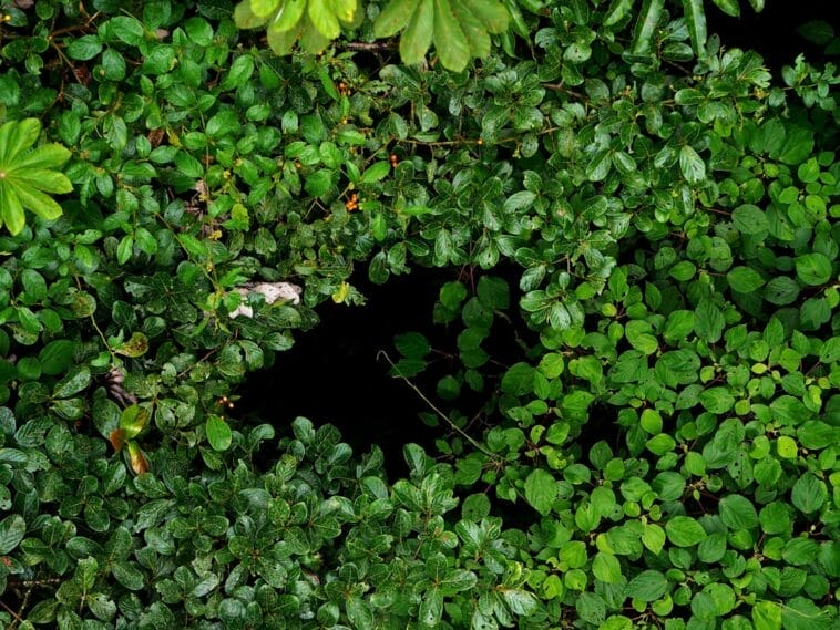 Photo Lush rainforest