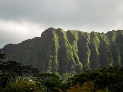 Photo Lush rainforest