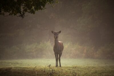 Photo Wildlife encounter
