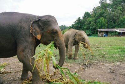 Photo Elephant sanctuary