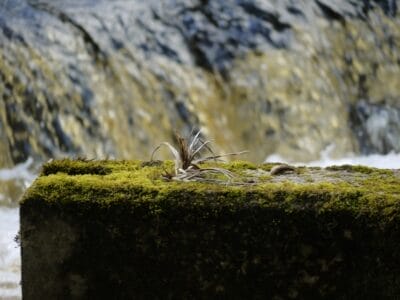 Photo Thrilling Rapids