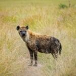 Photo Maasai warrior
