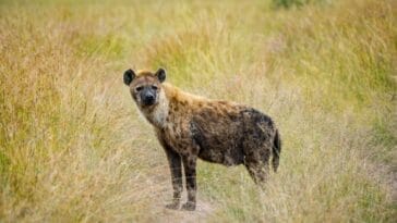 Photo Maasai warrior