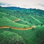 Photo Tea plantation