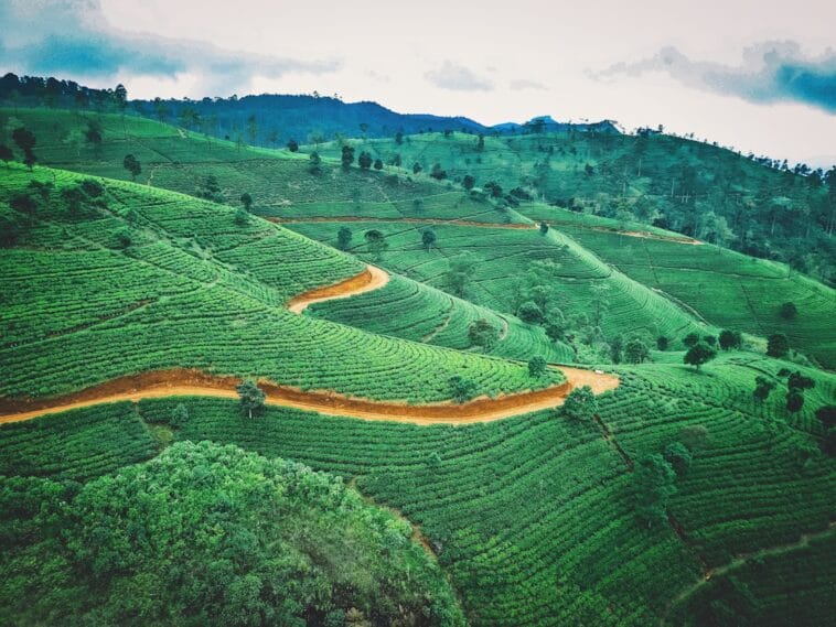 Photo Tea plantation