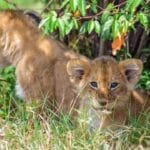 Photo Maasai village