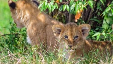 Photo Maasai village