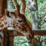 Photo Giraffe feeding