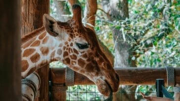 Photo Giraffe feeding