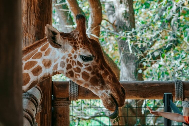 Photo Giraffe feeding