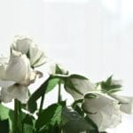 Photo Elegant houseboat