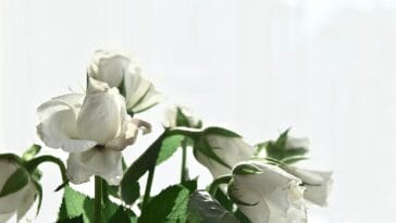 Photo Elegant houseboat