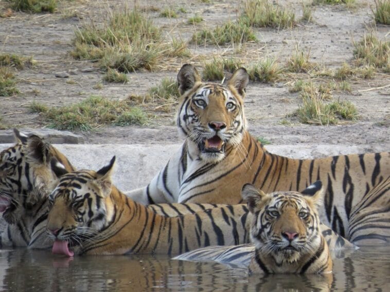 Photo Safari tour
