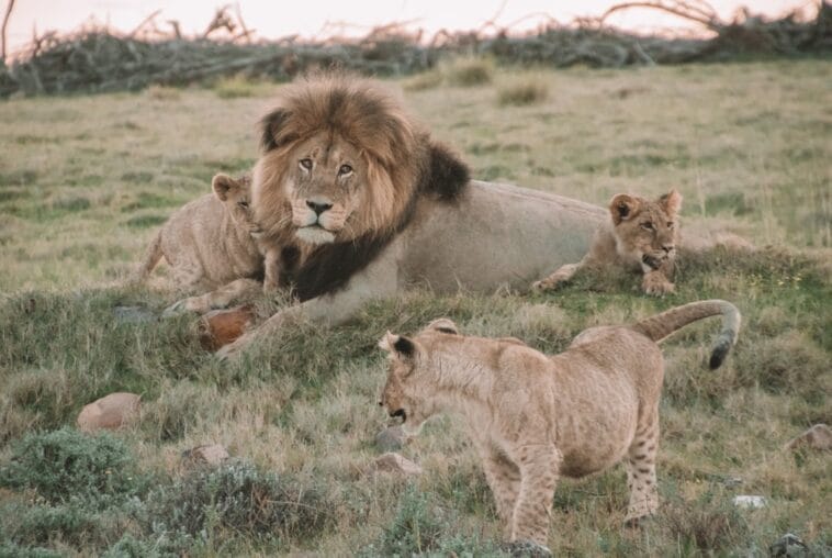 Photo Lion pride