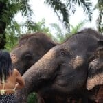 Photo Elephant sanctuary