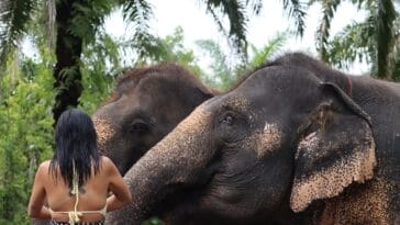 Photo Elephant sanctuary