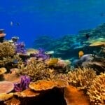 Photo Coral reef
