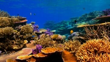 Photo Coral reef