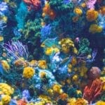 Photo Coral reef