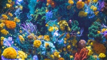 Photo Coral reef