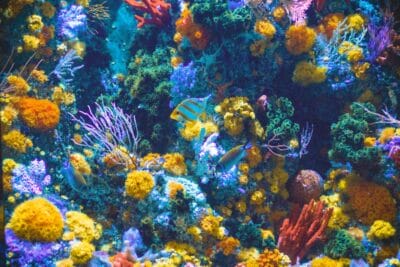 Photo Coral reef