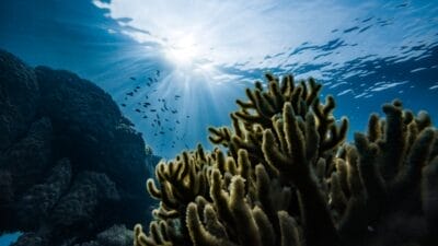 Photo Coral reef