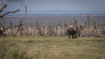 Photo Savannah landscape