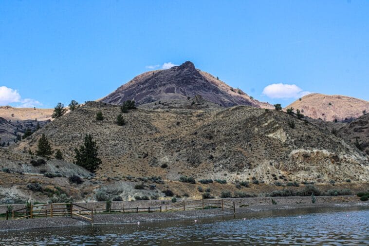 Photo Sable antelope