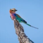 Photo Colorful birds