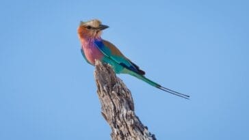 Photo Colorful birds