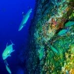 Photo Colorful coral reef