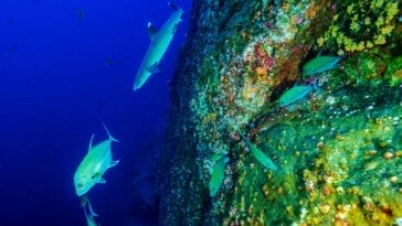 Photo Colorful coral reef