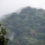 Photo Lush vegetation