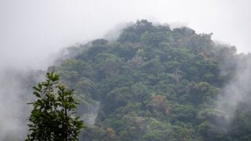 Photo Lush vegetation